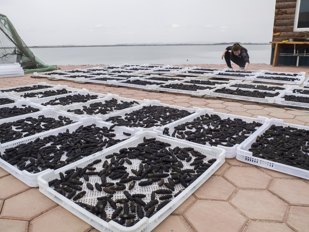 從深海到餐桌 海參養殖、加工與美食的完美融合